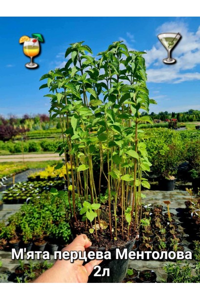 М`ята перцева Ментолова - 2л/вис.40-60см/Ø25-35см